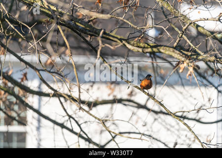 Un petit oiseau perché sur robin chêne arbre branche sous le soleil de printemps dans la lumière du soleil chaude au printemps ou le printemps à Virginia Banque D'Images