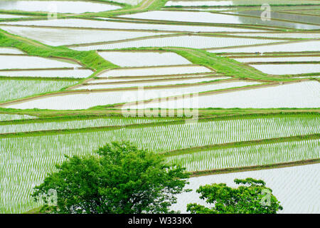 Tashinobusho, village précieux au Japon, le site du patrimoine mondial des produits agricoles Banque D'Images