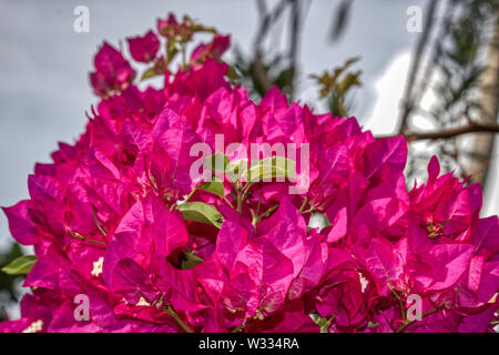 Cette photo montre une belle fleurs de bougainvilliers. Cette photo a été prise sur une île des Maldives Banque D'Images