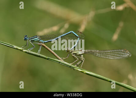 Une paire de jolie demoiselle à pattes blanches, Platycnemis pennipes, perché sur une tige d'herbe. Banque D'Images