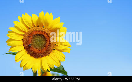 Le tournesol avec une abeille dans la lumière du soleil sur fond de ciel bleu close up avec de l'espace pour le texte. Bon pour la carte, affiche ou bannière. L'agriculture, l'agronomie et l'agriculture con Banque D'Images