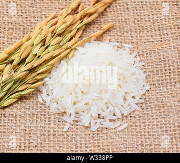 Les plants de riz, de grains de riz au jasmin Thaï Banque D'Images