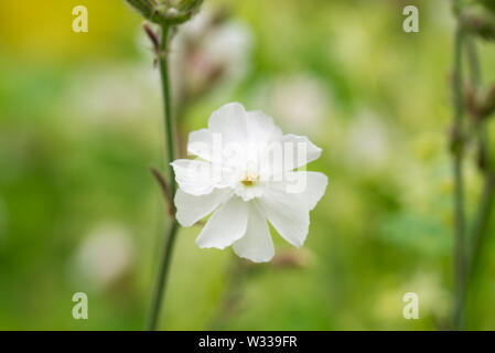 Silene latifolia silène, selective focus macro fleurs Banque D'Images