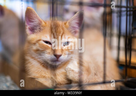 Closeup portrait d'un triste gingembre orange chat, chaton dans la cage d'attente pour l'adoption d'abri derrière les barreaux Banque D'Images