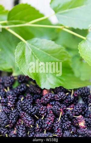 Gros plan macro noir pourpre et rouge mûre mûres sur assiette ou bol préparée à partir de la ferme le jardin avec des feuilles vertes sur branch Banque D'Images