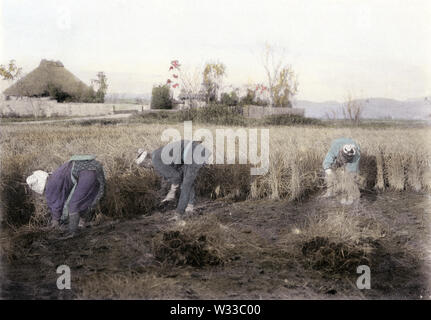 [ 1900 - Japon ] Les agriculteurs japonais de la récolte du riz - de la culture du riz au Japon : la récolte du riz. Cette image vient de "le riz au Japon," publié en 1907 (40) par Meiji photographe Kobe Teijiro Takagi. Nous avons trouvé une photo similaire marqué par l'emplacement de Futaba, Kobe. 6 de 19 20e siècle phototypie vintage print. Banque D'Images