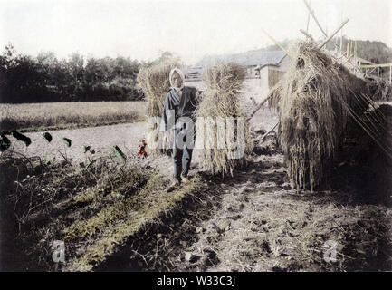 [ 1900 - Japon ] Riz japonais transportant des agriculteurs - la culture du riz au Japon : Un agriculteur transportant du riz. Cette image vient de "le riz au Japon," publié en 1907 (40) par Meiji photographe Kobe Teijiro Takagi. 8 de 19 20e siècle phototypie vintage print. Banque D'Images