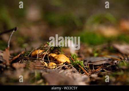 Chanterelles jaunes crus, poussant dans la forêt dense. Close-up. Banque D'Images