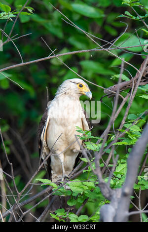 Caracara à tête jaune (Milvago chimachima) dans la jungle de l'Amazonie péruvienne Banque D'Images