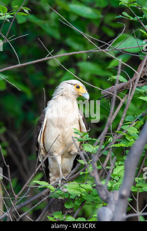 Caracara à tête jaune (Milvago chimachima) dans la jungle de l'Amazonie péruvienne Banque D'Images