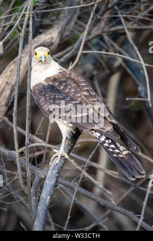 Caracara à tête jaune (Milvago chimachima) dans la jungle de l'Amazonie péruvienne Banque D'Images