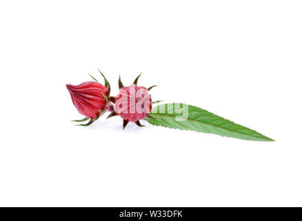 Hibiscus sabdariffa ou fruits de la roselle isolé sur fond blanc Banque D'Images