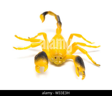 Vue côté scorpion factice sur fond blanc Banque D'Images