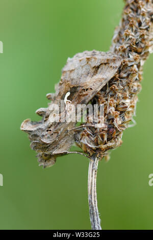 L'argent y pêcher (Autographa gamma) reposant sur une tête de graines de plantain à Pembrey Country Park, dans le sud du Pays de Galles. Banque D'Images