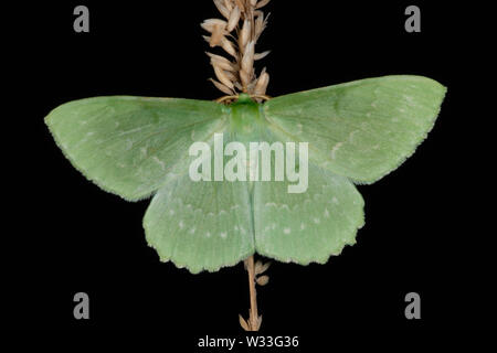 Emerald grande espèce (Geometra papilionaria) dans Bernwood Meadows nature reserve, Oxfordshire, Angleterre Banque D'Images