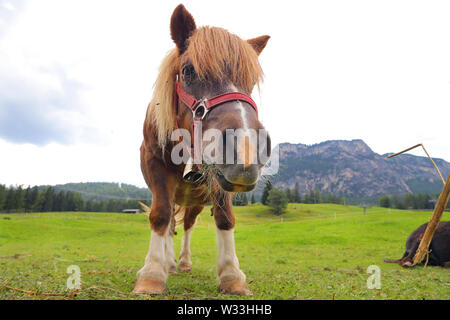 Sur le poney Dolimite - Italie Banque D'Images