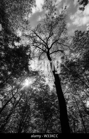 Soleil filtrant à travers les feuilles dans une forêt Banque D'Images