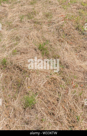 Couper l'herbe longue prairie, s'agissant de la paille dans le soleil d'été. Banque D'Images