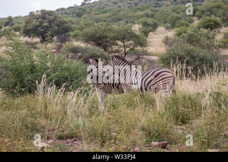 Burchels zèbre dans le Parc National de Pilanesberg Banque D'Images