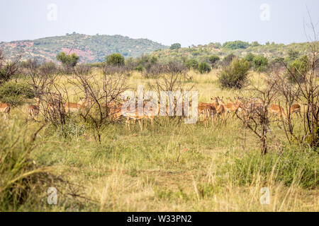 Troupeau d'antilopes Impala dans le Parc National de Pilanesberg Banque D'Images