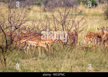 Troupeau d'antilopes Impala dans le Parc National de Pilanesberg Banque D'Images