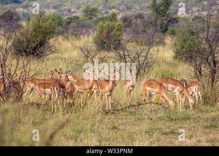 Troupeau d'antilopes Impala dans le Parc National de Pilanesberg Banque D'Images