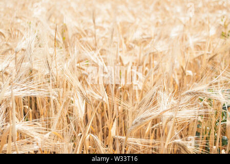 Contexte de la maturation des épis de blé meadow field. Riche récolte. Banque D'Images