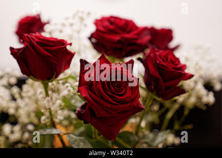 Groupe de sept belles roses rouges debout sur une table en bois Banque D'Images