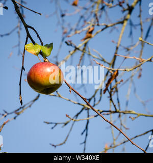 Une pomme accroché sur une branche contre le ciel bleu Banque D'Images