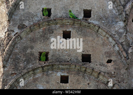 Héron pourpré, localement appelé Shabuj sur le mur d'un ancien temple. Le Bangladesh. Banque D'Images