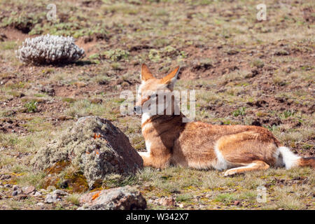 De rares et endémiques, Canis simensis loup éthiopien, il chasse dans la nature de l'habitat. Plateau de Sanetti à Bale Montagnes, la faune éthiopienne de l'Afrique. Seulement environ 440 Banque D'Images