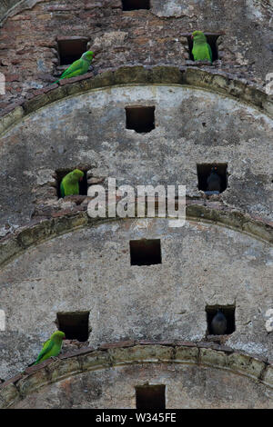 Héron pourpré et Jungle Myna sur le mur d'un ancien temple. Le Bangladesh. Banque D'Images