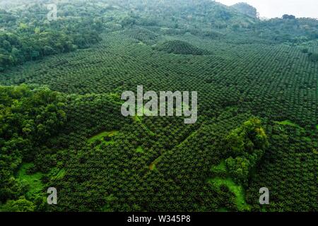 Plantation épique de palmiers Banque D'Images