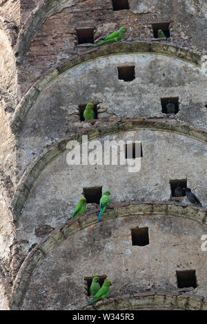 Héron pourpré et Jungle Myna sur le mur d'un ancien temple. Le Bangladesh. Banque D'Images