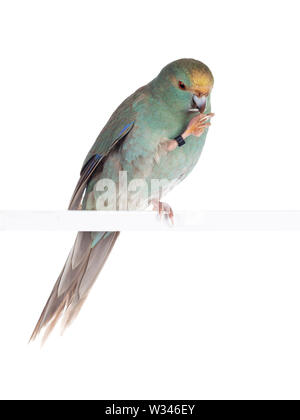 Turquoise Kakariki curieux oiseau posé sur une griffe sur la tige blanche avec des graines de tournesol en bec, à la recherche de semences. Isolé sur fond blanc. Banque D'Images