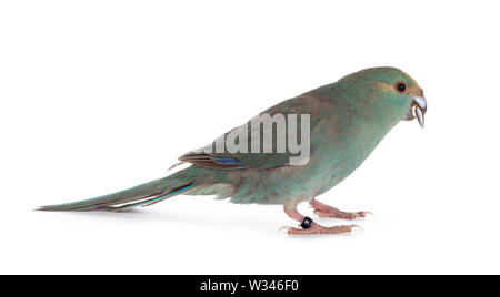 Curieux oiseau turquoise Kakariki côte façons avec les graines de tournesol en bec, looking at camera. Isolé sur fond blanc. Banque D'Images