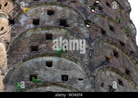 Héron pourpré et Jungle Myna sur le mur d'un ancien temple. Le Bangladesh. Banque D'Images
