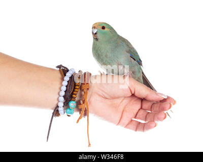 Turquoise Kakariki curieux oiseau posé côté sur la main de l'homme, de l'inclinaison de la tête avec mignon. Isolé sur fond blanc. Banque D'Images