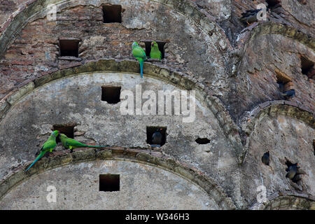Héron pourpré et Jungle Myna sur le mur d'un ancien temple. Le Bangladesh. Banque D'Images
