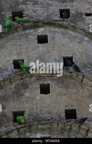 Héron pourpré et Jungle Myna sur le mur d'un ancien temple. Le Bangladesh. Banque D'Images