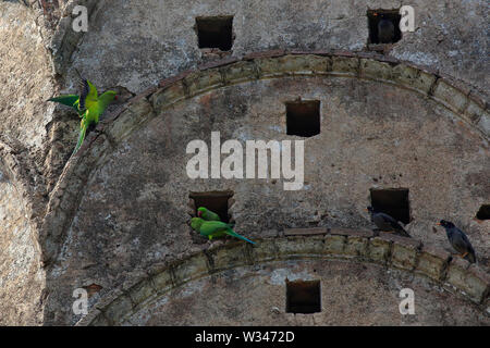 Héron pourpré et Jungle Myna sur le mur d'un ancien temple. Le Bangladesh. Banque D'Images