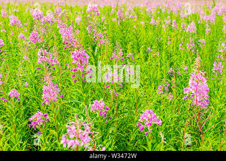 Chypre ou Ivan plateau dans un pré en fleurs champ. Focus sélectif. La structure horizontale. Banque D'Images