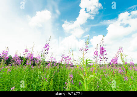 Chypre ou Ivan plateau dans un pré en fleurs champ. Focus sélectif. La structure horizontale. Banque D'Images