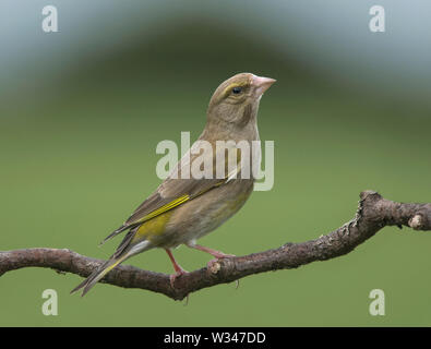 Green Finch, Carduelis chloris, sur une branche, Lancashire, UK Banque D'Images