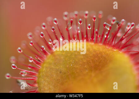 Close-up of round-leaved Sundew (Drosera rotundifolia), une plante carnivore poussant sur un site de landes tourbeuses, UK Banque D'Images