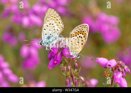 Papillon Bleu constellé d'argent (Plebejus argus), l'accouplement paire de papillons sur Heather Bell sur un site de bruyères, au Royaume-Uni, en juillet Banque D'Images