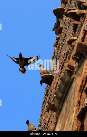 Myna jungle sur le mur d'un ancien temple. Le Bangladesh. Banque D'Images