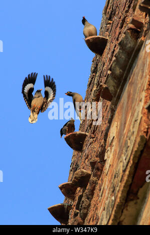 Myna jungle sur le mur d'un ancien temple. Le Bangladesh. Banque D'Images