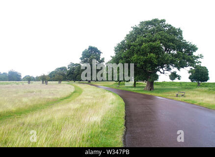 Longue route sinueuse avec de grands arbres, de hautes herbes vert jaune sur un jour nuageux après la pluie à Richmond Park, Londres, Royaume-Uni Banque D'Images