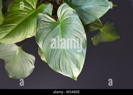 Belle maison plantwith Homalomena exotiques Rubescens luxuriant grandes feuilles en face de fond noir foncé Banque D'Images